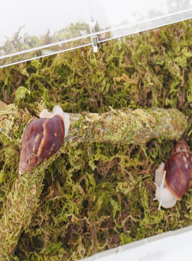 Begeterday Snail Terrarium Kit, Include 11.22 in x 7.87 in x 6 in Snail Terrarium，2.1oz Pet Snails Moss, 9 Inch Bendable Pet Snail Climbing Toys, Creating The Perfect Habitat for Your Cute - Image 3